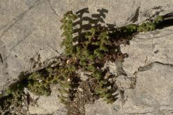Asplenium subglandulosum. Mature plants growing in limestone rock crevice.
 Image: L.R. Perrie © Te Papa CC BY-NC 3.0 NZ